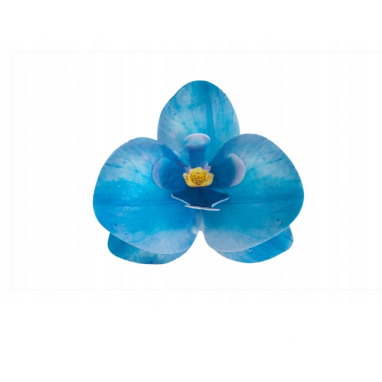 Storczyk waflowy kwiat niebieski do dekoracji 1 szt